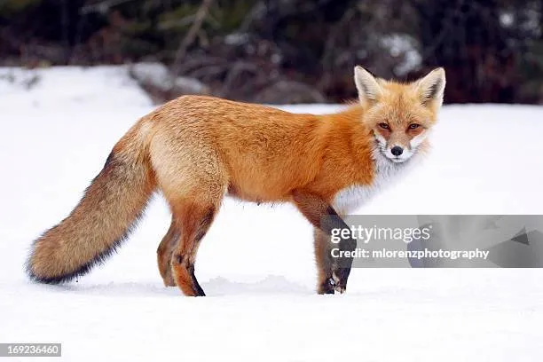 Vixen headshot 2024